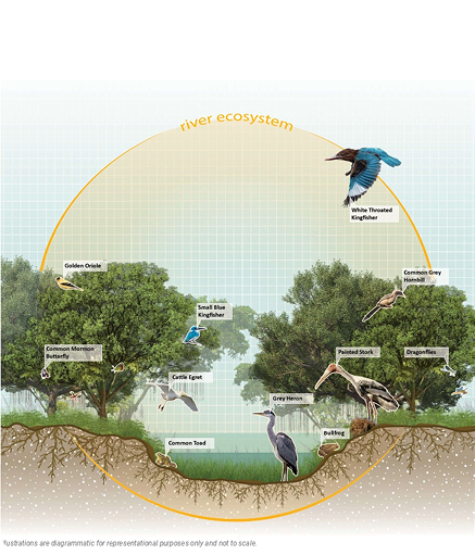 River Ecosystem